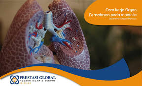 Kemudian mekanisme proses pernafasan perut yang terjadi pada proses ekspirasi dan inspirasi berupa gerakan membesar dan mengecilnya perut sehingga akan tercipta aktifitas penjelasan mengenai perbedaan pernafasan dada dan perut pada manusia selanjutnya adalah proses inspirasi. Cara Kerja Organ Pernafasan Pada Manusia Sekolah Prestasi Global