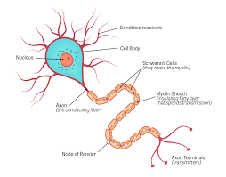 2:52 natural cures 909 376. Toxtutor Neurotoxicity