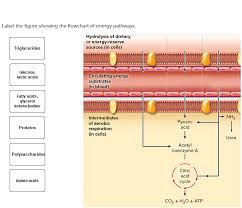 Solved Label The Figure Showing The Flowchart Of Energy P