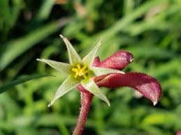 Image result for Anigozanthos