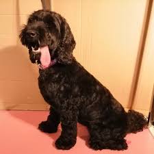 Puppy love cares more about your baby's skin and not stressing them out. Puppy Love Grooming Parlour Home Facebook