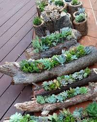 Faire Des Trous Dans Une Souche D Arbre Le Resultat Simplement Fabuleux Decoration Jardin Jardin De Succulentes Idees Jardin