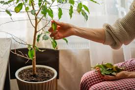 Image result for Ficus