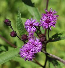 Image result for Vernonia natalensis
