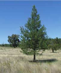 Image result for Callitris