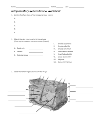 Integumentary System Review Worksheet