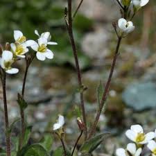 Image result for Arabis alpina