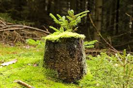 images?q=tbn:ANd9GcS6jDjRVIDP4_ld6dZ7bMovkAddg8dX2L58cg&s