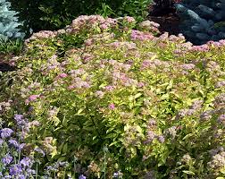 Image result for Spiraea bumalda