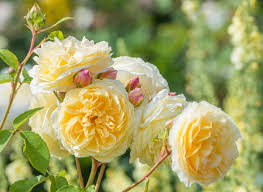 Yellow Rose: How to Pick the Best Rose for Your Garden