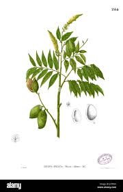 Image result for Crudia