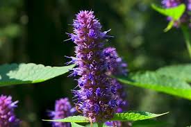 How anise hyssop is effective for various diseases is listed in repertory format. What Is Anise Hyssop Used For