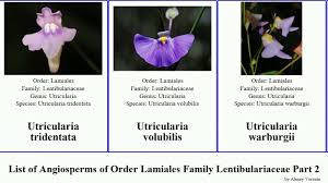 Image result for Utricularia scandens