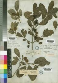 Image result for Combretum kraussii