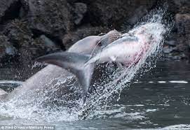 Click here for salmon shark pictures! Sea Lion Makes A Meal Out Of Salmon Shark In Alaska Daily Mail Online
