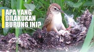Suara kicau burung cici merah betina, super master kicau.!! Mikat Cici Padi Merah Salome Di Sawah Seruuu By Dedi Channel