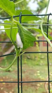 Image result for Vigna