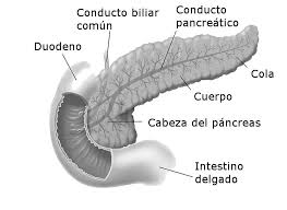 Que Funcion Tiene El Pancreas En El Cuerpo Humano Intestinos El Tubo Digestivo El Pancreas