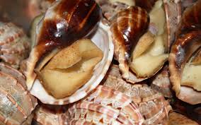 Kết quả hình ảnh cho ốc biển