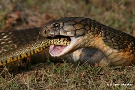 It is the world's longest venomous snake. Gowrishankar S Blog King Cobra Research Education