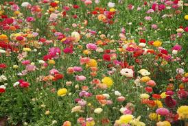 It is known as one of the wealthiest communities in the state and country in terms of family income and education. The Carlsbad California Flower Fields