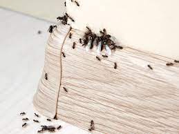 If you're hiring a pest control service to deal with an ant problem, take a few simple steps to get ready for for the service and help keep the ants away. Where Did These Ants Come From Ant Prevention And Control