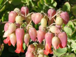 Kalanchoe Laxiflora Mikly Widow S Thrill Succulents Network