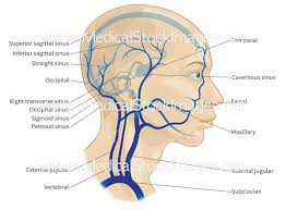 Explore the anatomy of the human cardiovascular system (also known as the circulatory system) with our detailed diagrams and information. Major Veins Of The Head And Neck Labelled Medical Stock Images Company