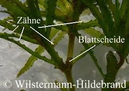 Image result for Najas horrida