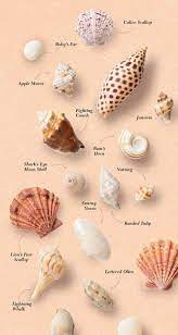 Shell Game On Sanibel Island Atlanta Magazine Sea Shells Beach Crafts Shells