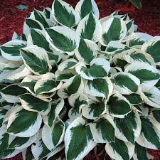 We did not find results for: Hosta Patriot 2l Pot 16 99