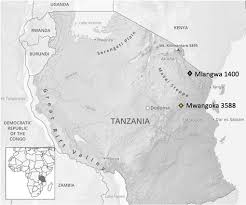 Image result for Impatiens purpureoviolacea