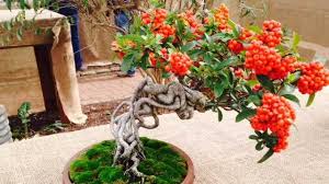 New to the art of bonsai? Ancient Craft Of Bonsai Practiced Around Susquehanna Valley