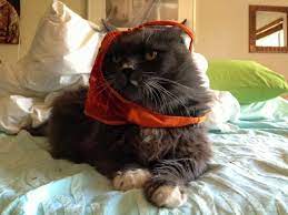 Don't pet me, I'm writing: Win an advance copy of The Great Panty Caper or  a Victoria's Secret gift card for showing us your underwear (or, uh,  someone who steals them)