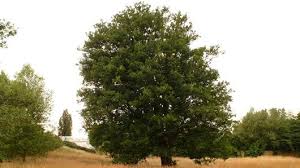 Image result for Ulmaceae