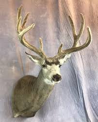 Cypress slough taxidermy offers a variety of. Showpiece Taxidermy South Dakota Deer Mount Taxidermist
