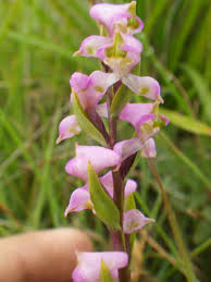 Image result for Wahlenbergia huttonii