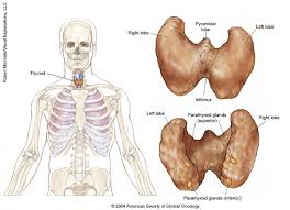 Sometimes people with thyroid nodules make too little thyroid hormone. View All Pages Cancer Net