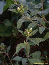 Image result for Malvastrum coromandelianum