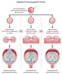 identical twins illustration mine are the first 2