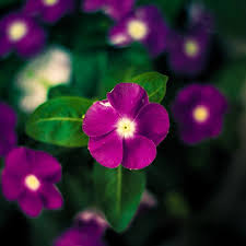 Periwinkle — {{11}}periwinkle (1) evergreen plant, c.1500, dim. We Ain T Much Different Periwinkle Plant Flowers Photography Love Flowers