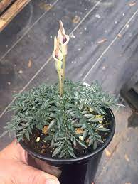 Amorphophallus Ongsakulii 4 Container 4 8 Bulbs Per Container Dormant Bulbs Unusual Plants Plants Corpse Flower