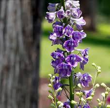 Image result for Delphinium leroyi