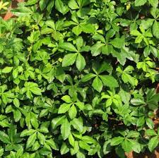 Image result for Cissus