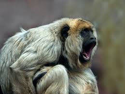 Wolfs are pack animals and howl to communicate within the pack. 11 Of The Loudest Animals On Earth