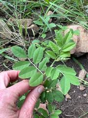 Image result for Indigofera schimperi