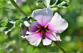 An Easy Growing Guide For Cultivating Stunning Lavatera Mallows Garden And Happy