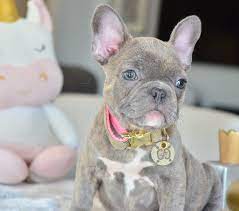 French Bulldog Brindle Brindle French Bulldog Cute French Bulldog French Bulldog Puppies