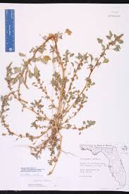 Image result for Amaranthus blitum