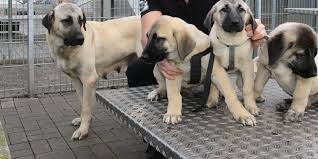 Kangal welpen in liebevolle hände abzugeben (beckingen) unser erster wurf ist endlich da die 8 wundervollen reinrassigen kangal welpen (4männchen und 4 weibchen)sind am 10.03.2021 auf die welt gekommen alle . preis: Neun Susse Kangal Welpen Stadt Krefeld Muss Diese Hunde Wieder Einfangen Express De
